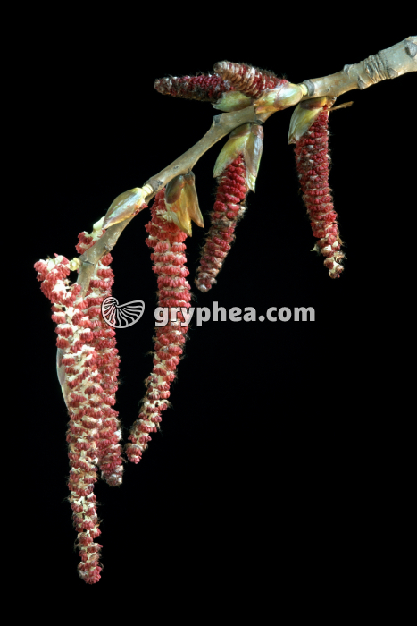 Peuplier blanc (Populus alba) - fleurs mâles  - gryphea.com